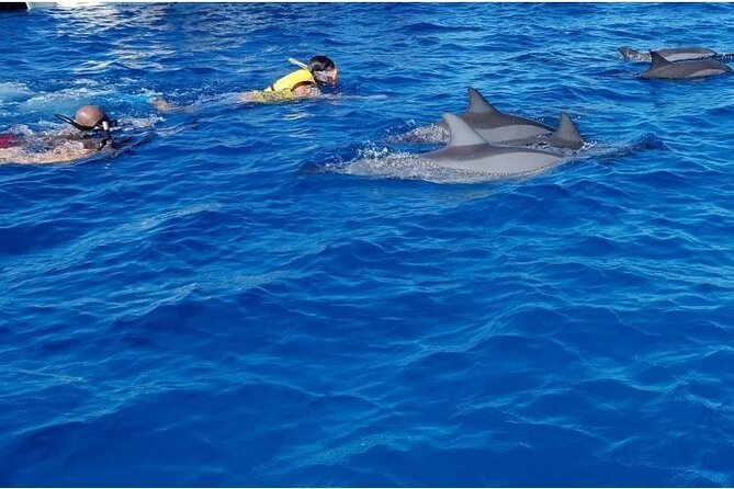 Private Speed Boat Tour and Dolphin Encounter at Ile aux Benitier - A closer look at comfort and service