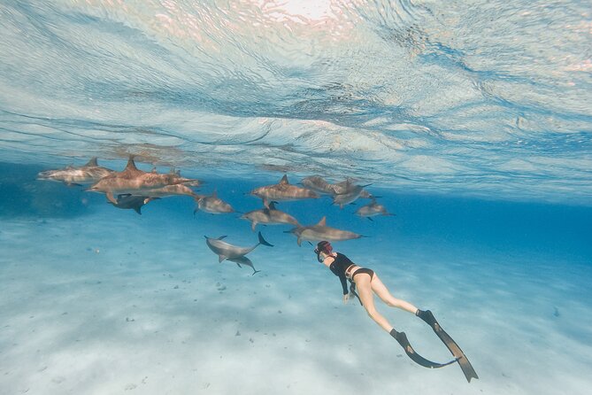Private Speedboat swimming and Dolphin Watching in Hurghada - Why the private boat changes the experience
