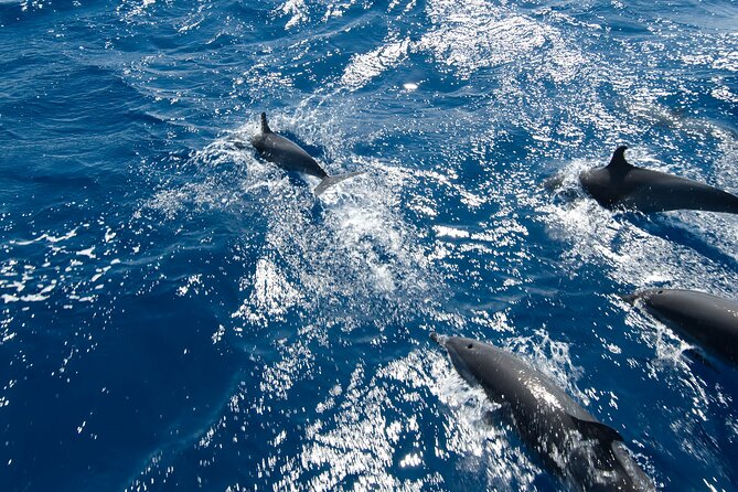 Private Speedboat swimming and Dolphin Watching in Hurghada - Dolphin watching in the open sea