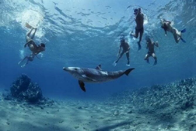 Private Speedboat To Dolphin House With Parasailing - Hurghada - Snorkeling at Dolphin House
