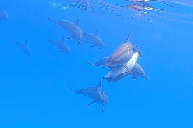 Private Speedboat To Dolphin House With Parasailing - Hurghada - Is $80 a Fair Price?