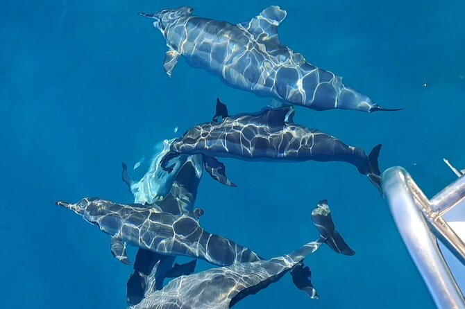Private sunrise Dolphin with Le Havanah Boat - Key things to know before booking
