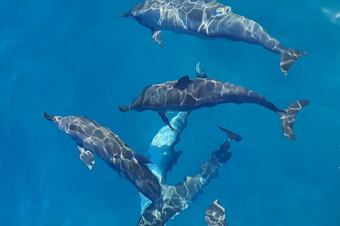Private sunrise Dolphin with Le Havanah Boat - Searching for dolphins in their natural setting