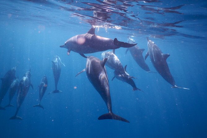 Private sunrise Dolphin with Le Havanah Boat - Snorkeling and the possible turtle encounter