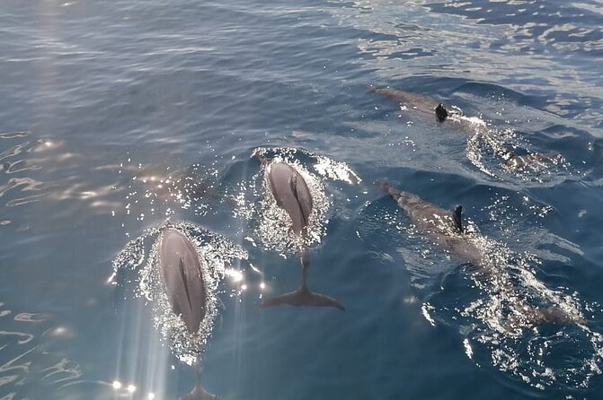 Private sunrise Dolphin with Le Havanah Boat - What the private format changes