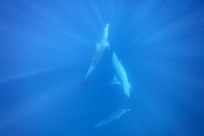 Private sunrise Dolphin with Le Havanah Boat - Is two and a half hours enough?