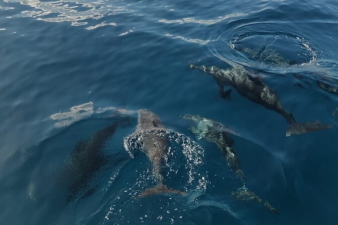 Private sunrise Dolphin with Le Havanah Boat - Weather and the realities of ocean conditions