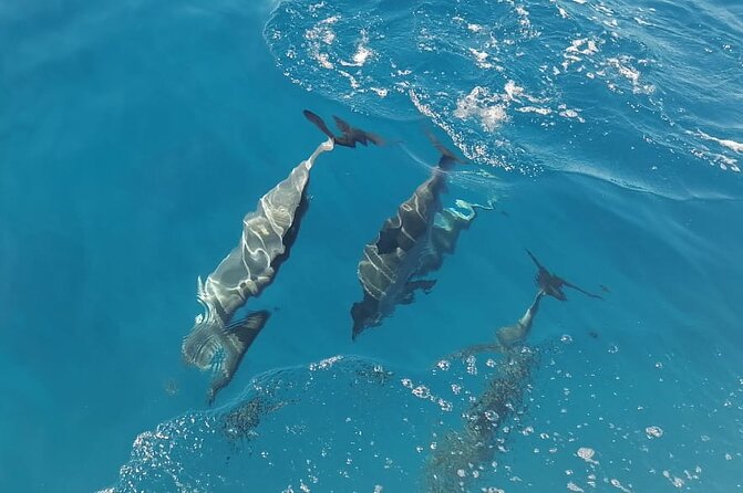 Private sunrise Dolphin with Le Havanah Boat - Who will get the most from this boat trip?
