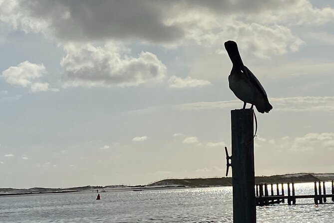 Private Sunset and Eco Tour in Destin-Up to 16 Guests - A private sunset cruise from Destin Harbor