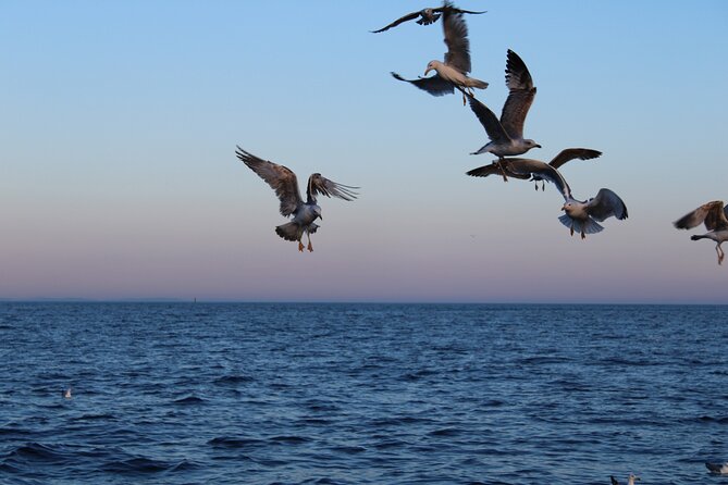 Private Sunset Dolphin Excursion with Dinner and Animation - The crew and the feel onboard
