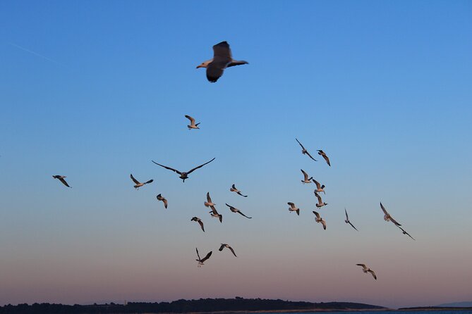 Private Sunset Dolphin Excursion with Dinner and Animation - What the $1,082.64 group price means