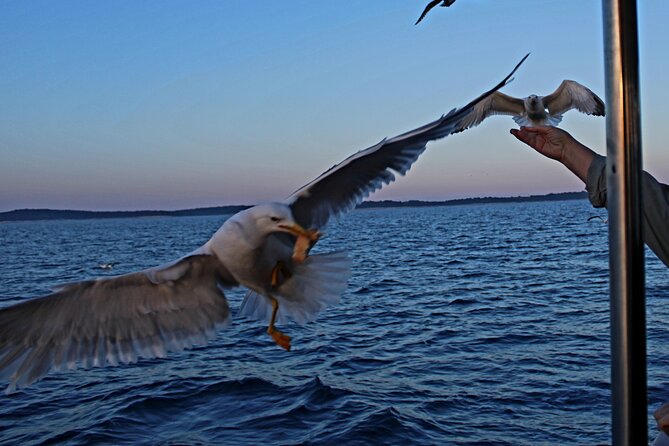 Private Sunset Dolphin Excursion with Dinner and Animation - Timing, weather, and practical details