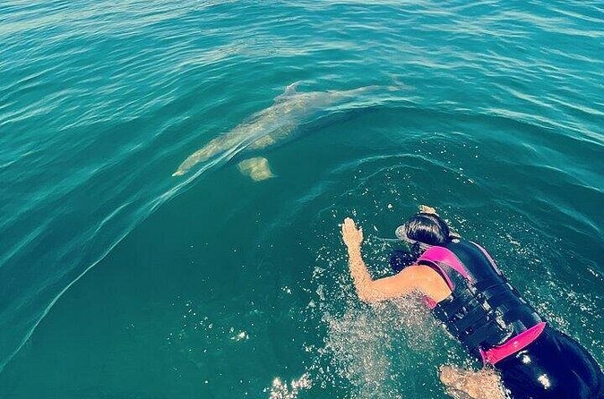 Private Swim with Dolphins And Snorkeling Tour - Weather, cancellations, and practical limits