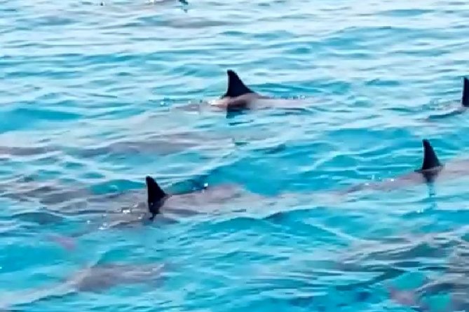 PRIVATE TOUR ! 4-Hours Swiming with dolphins, snorkeling, island by speed boat - Looking for dolphins in their natural setting