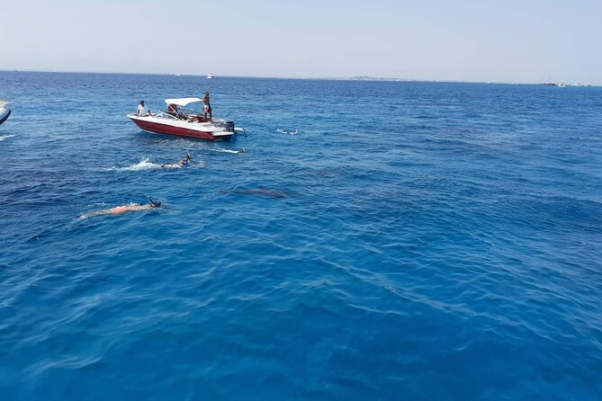 PRIVATE TOUR ! 4-Hours Swiming with dolphins, snorkeling, island by speed boat - Practical details before you book