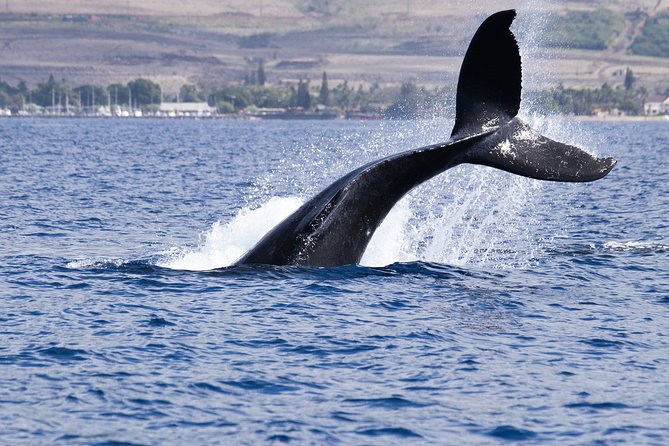 Private tour Fee to see whales and dolphins - From Seville to Tarifa: A Long Morning on the Road