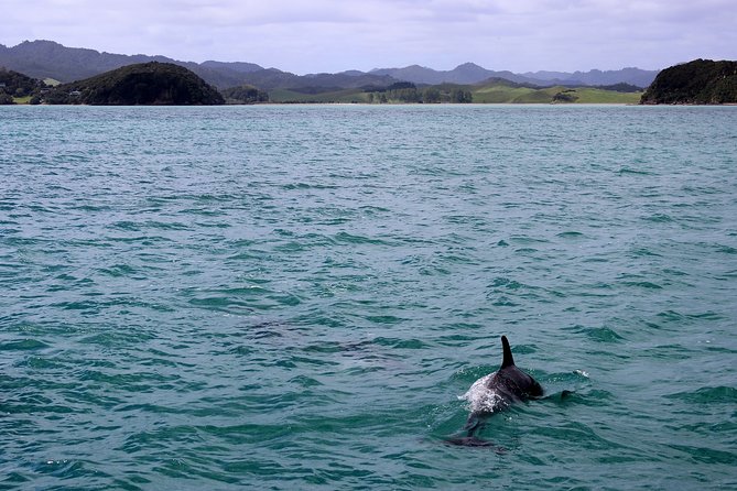 Private tour Fee to see whales and dolphins - What the $310.81 Price Really Buys