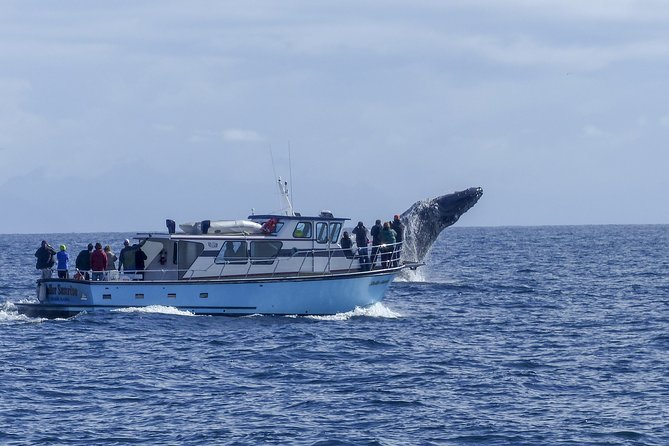 Private tour Fee to see whales and dolphins - Should You Book This Seville Whale Tour?