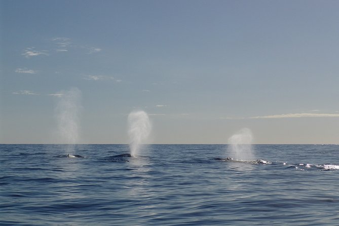Private tour Fee to see whales and dolphins - FAQ