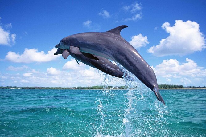 Private Tour to Dolphins house Sea hero of Egypt snorkeling - Is $130.25 good value?