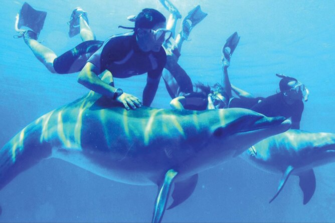 Private Tour to Dolphins house Sea hero of Egypt snorkeling - Practical tips for a smoother morning