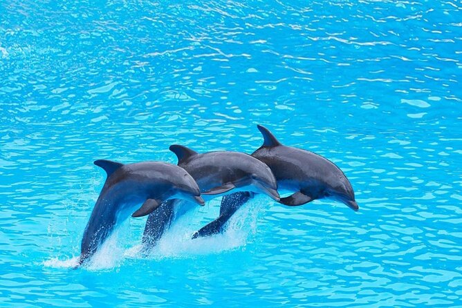 Private Tour to Dolphins house Sea hero of Egypt snorkeling - Searching for dolphins in open water