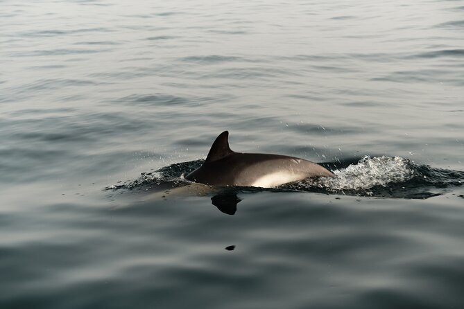 Private Tour with Dolphin Watching in Algeciras Bay - Is $72.56 per person a fair price?