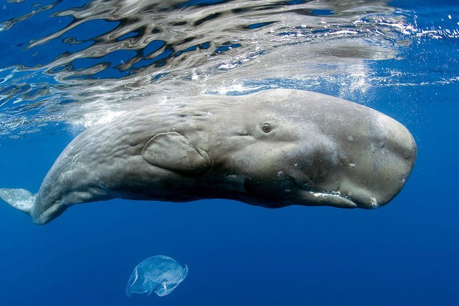 Private Whale and Dolphin Whale Watching Boat Tour - Heading offshore from Dominica