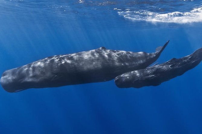 Private Whale and Dolphin Whale Watching Boat Tour - Searching several miles offshore