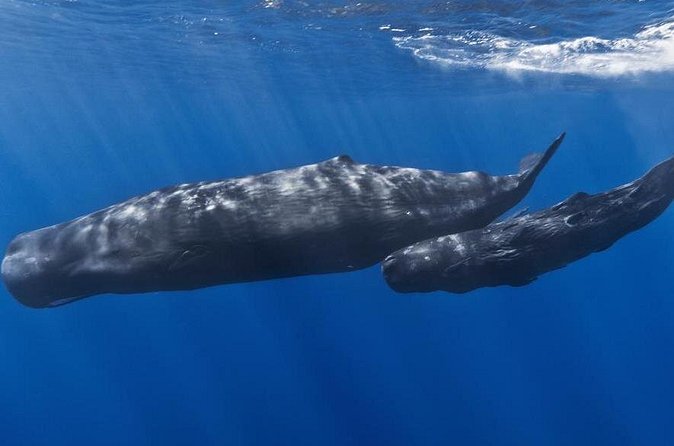 Private Whale and Dolphin Whale Watching Boat Tour - Weather, pickup, and timing