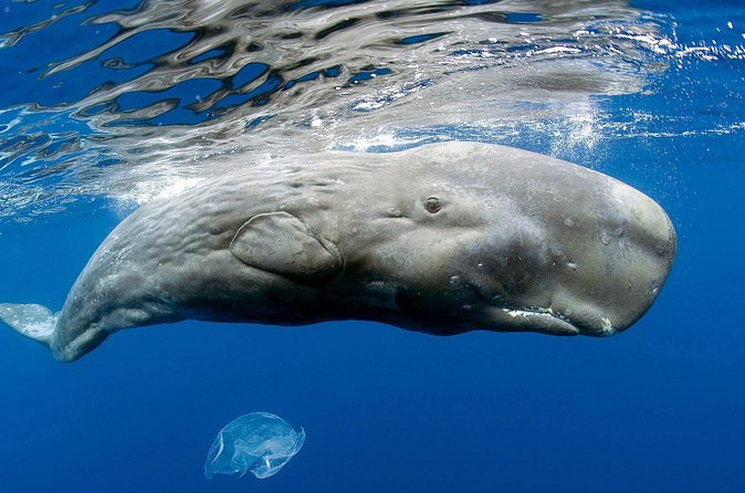 Private Whale and Dolphin Whale Watching Boat Tour - Who will enjoy this Dominica outing
