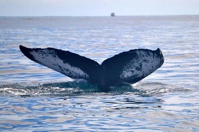 Private Whale and Dolphin Whale Watching Boat Tour - Should you book it?