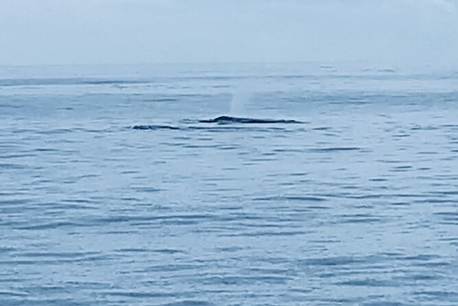 Private Whale Watching and Dolphin Excursion - A private boat instead of a crowded wildlife cruise