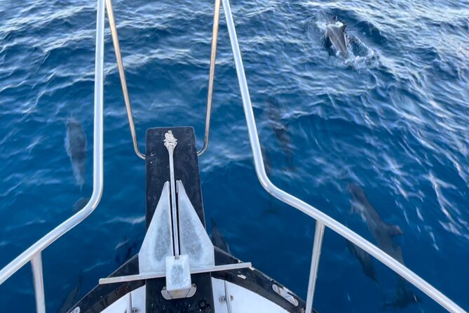 Private Whale Watching and Dolphin Excursion - What to bring for drinks, snacks, and comfort
