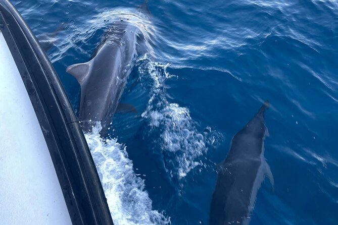 Private Whale Watching and Dolphin Excursion - Who will enjoy this outing most