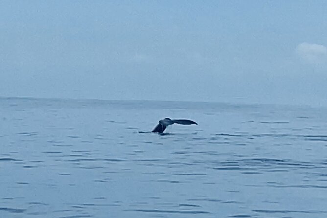 Private Whale Watching and Dolphin Excursion - A two-hour schedule with a lot packed in