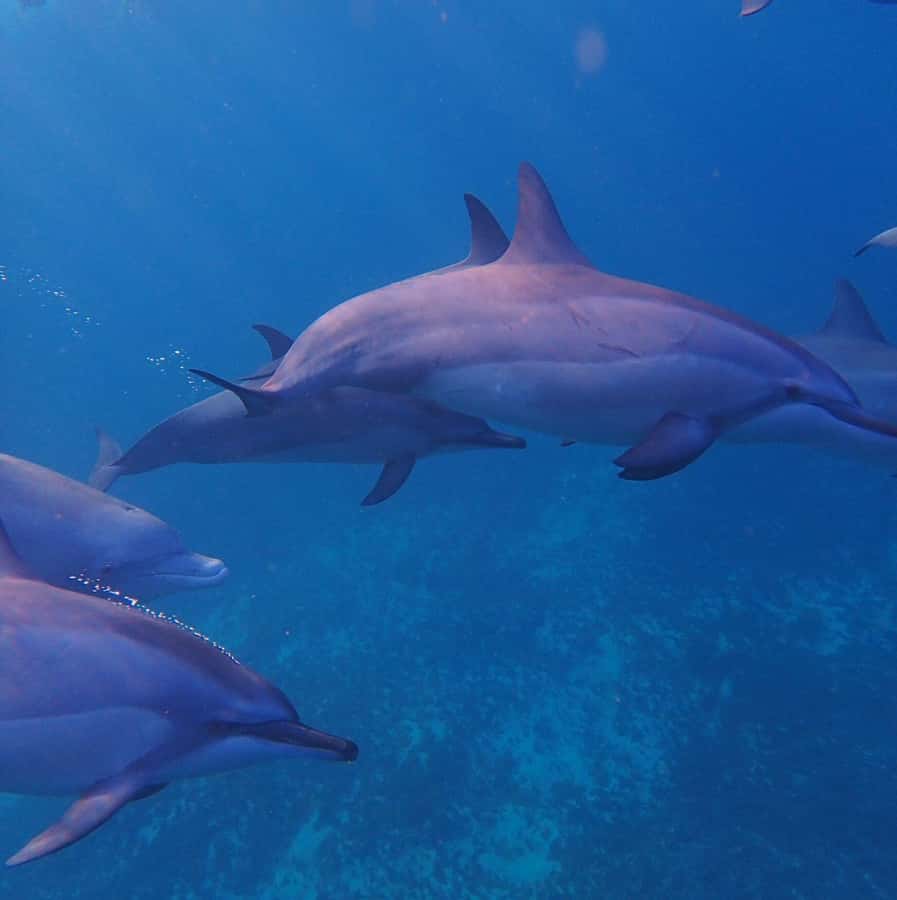 Private :Whales and dolphins watching/Swimming with dolphins - Meeting the boat at Le Morne public beach