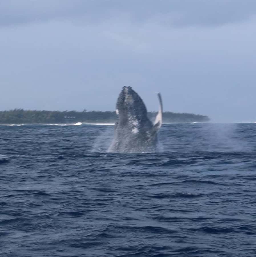 Private :Whales and dolphins watching/Swimming with dolphins - A private half-day on open water