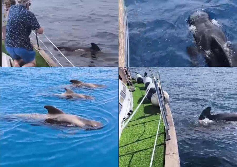 Private Whales & Dolphins Excursion: for you exclusively! - Key points at a glance