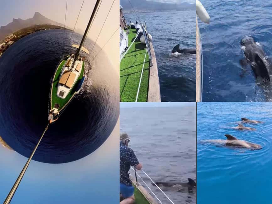 Private Whales & Dolphins Excursion: for you exclusively! - Leaving Puerto Colón for the Costa Adeje coast
