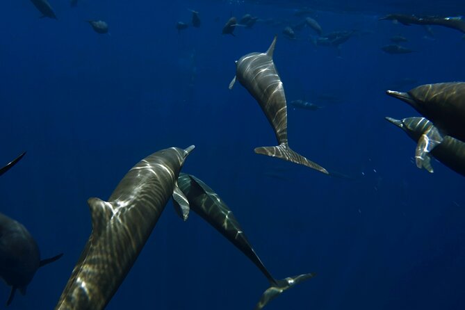 Private Wild Dolphin Encounter Day Trip - Key points before you book