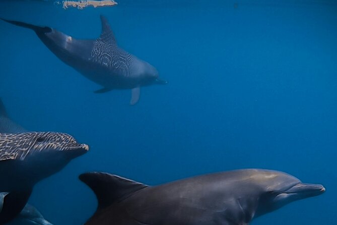 Private Wild Dolphin Encounter Day Trip - A wild alternative to captive dolphin shows