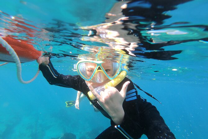 Private Wild Dolphin Encounter Day Trip - Six hours searching the open water
