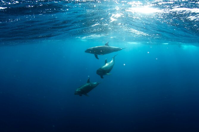 Private Wild Dolphin Encounter Day Trip - Lunch on a secluded beach