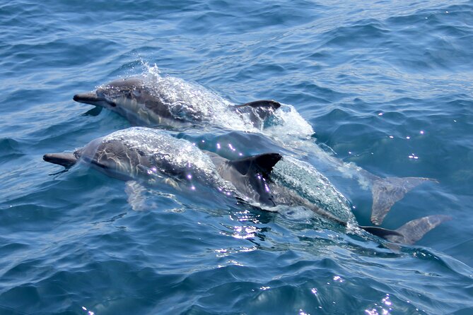 Private Wild Dolphin Encounter Day Trip - What makes the private format worthwhile