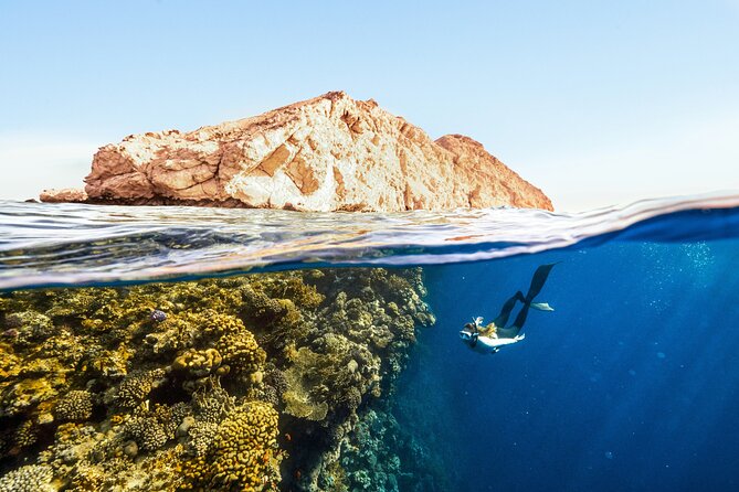 Private Wild Dolphin Encounter Day Trip - Is $295 a fair price?