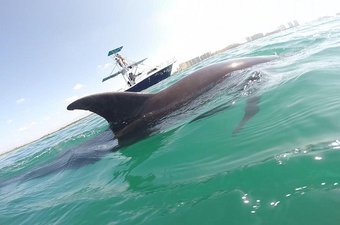 Private Wild Dolphin Encounter in Puerto Vallarta - Lunch, drinks, and a relaxed ride home