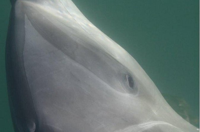 Private Wild Dolphin Encounter in Puerto Vallarta - A respectful choice for animal lovers
