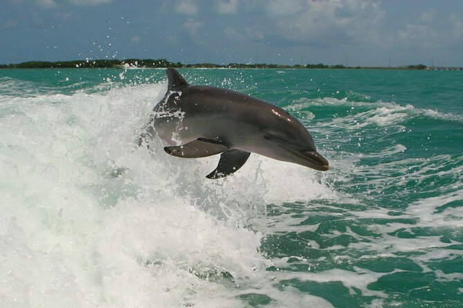 Private Yacht Cruise to Dolphin House with Lunch : Hurghada - What $150 per person buys you