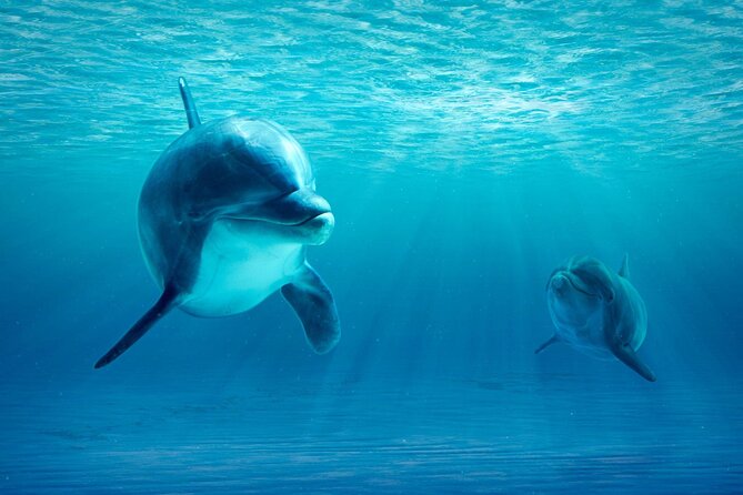 Private Yacht Cruise to Dolphin House with Lunch : Hurghada - Who will enjoy this most